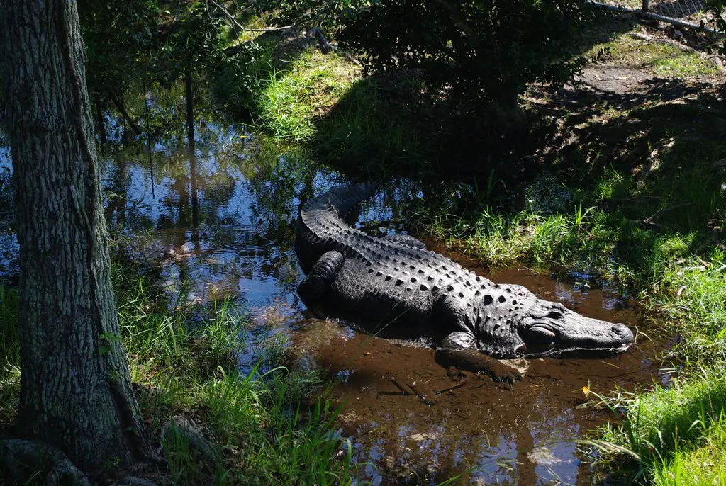 6585255193 8c017a06be b